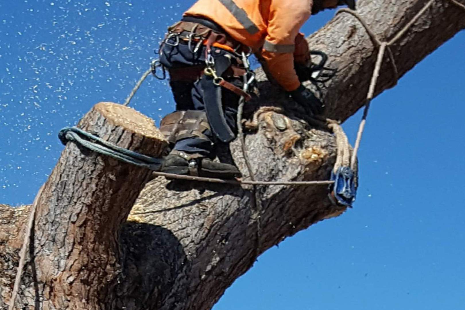 climber getting ready for tree removal