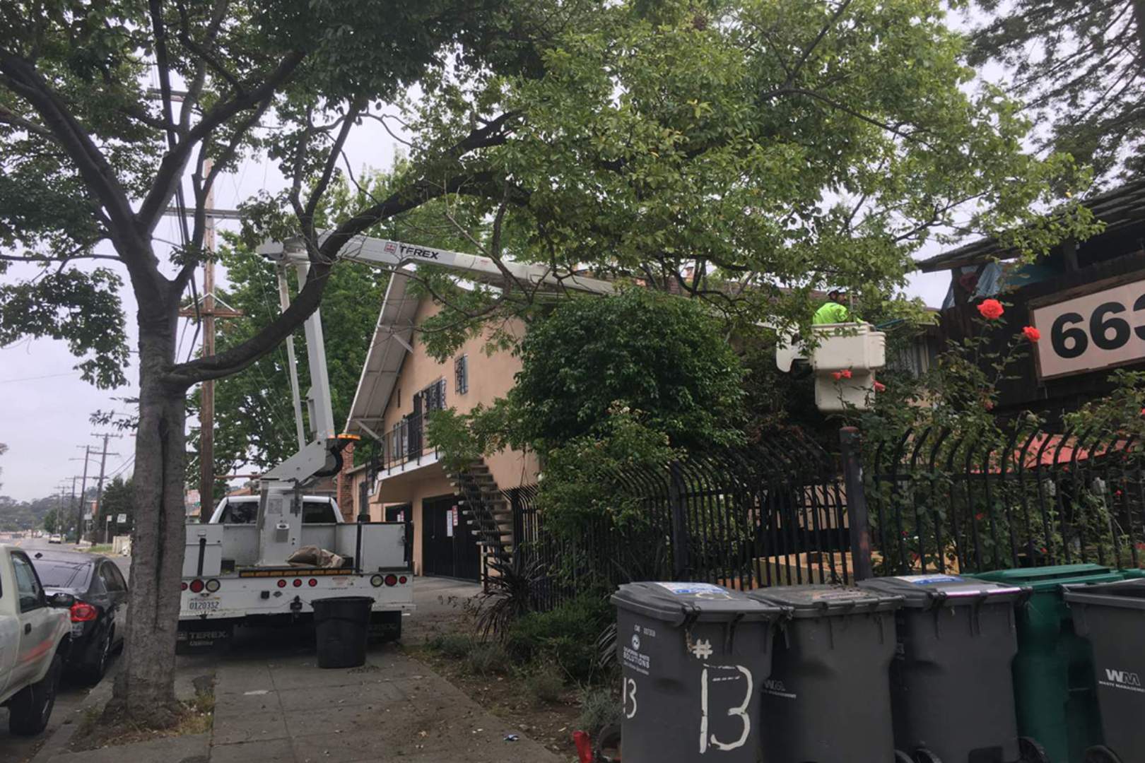 worker trimming a tree for clearance around wires