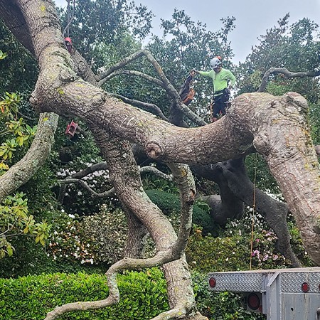 Bay Area Tree Care expert tree trimming