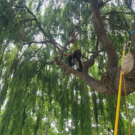 Bay Area Tree Care expert tree trimming