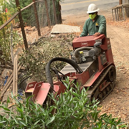 Bay Area Tree Care expert tree trimming