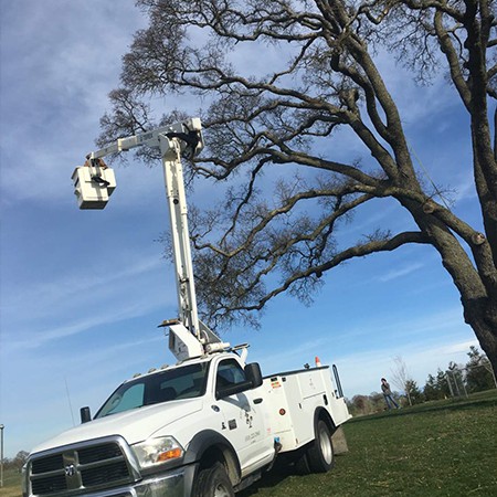 worker trimming a tree for clearance around wires