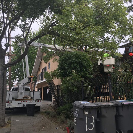 Bay Area Tree Care expert tree trimming