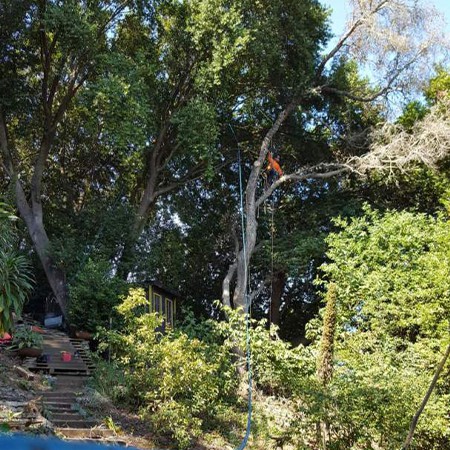 worker reading a tree for removal